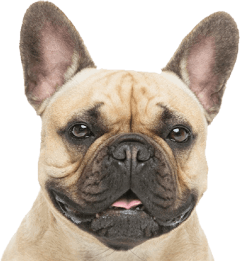 Gagar - Dogs - Eliminate All Odors